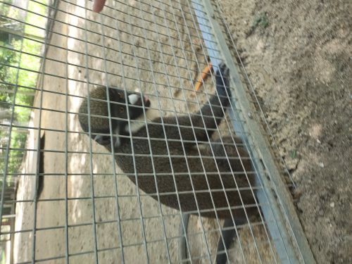 天鹅湖动物基地