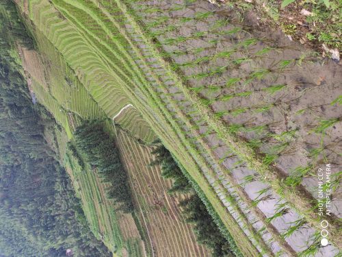 龙脊梯田风景名胜区-古壮寨