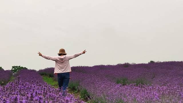 上海薰衣草公园