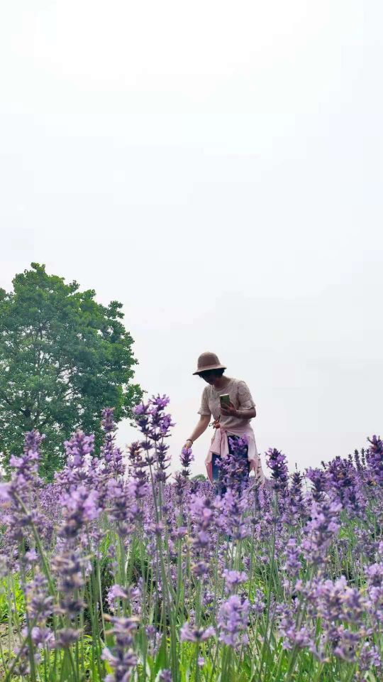 上海薰衣草公园