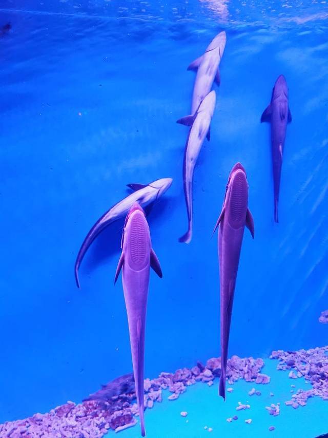 福州永泰欧乐堡海洋世界