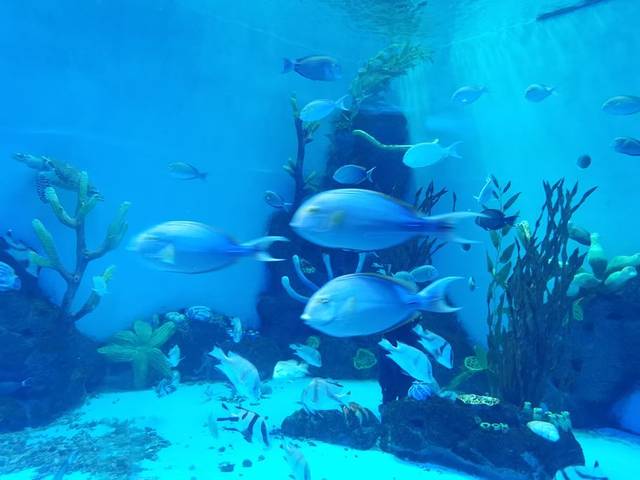 福州永泰欧乐堡海洋世界