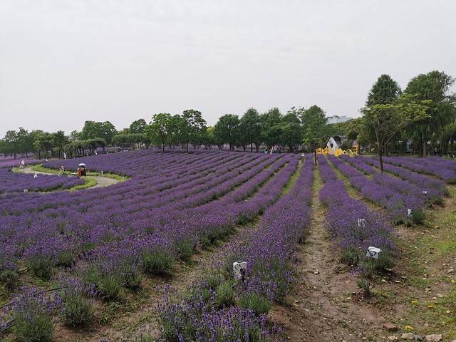 上海薰衣草公园