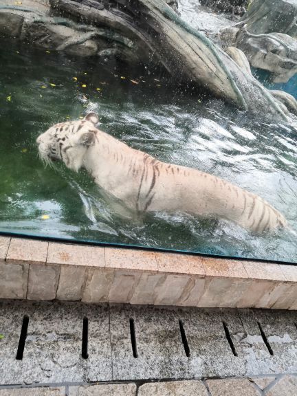 灵玲国际马戏城