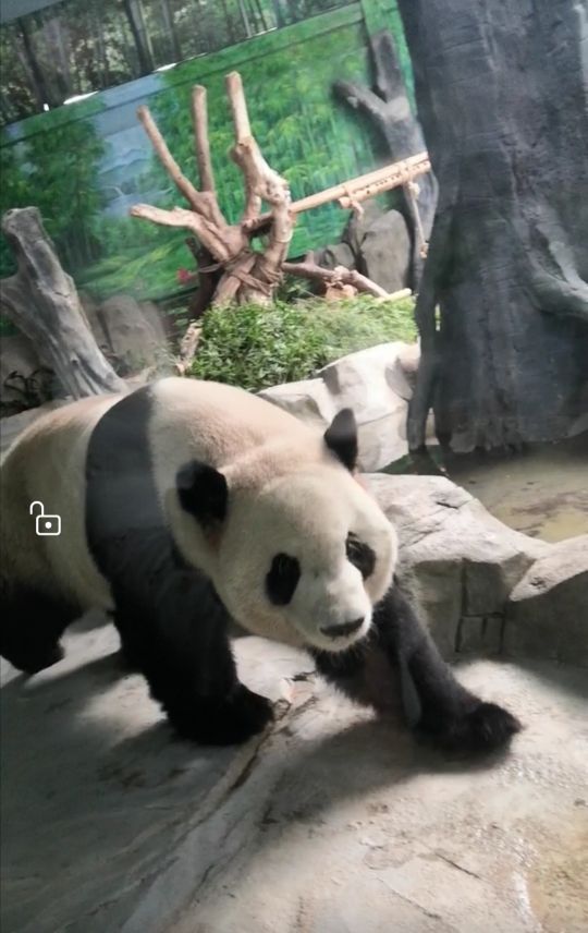 灵玲国际马戏城