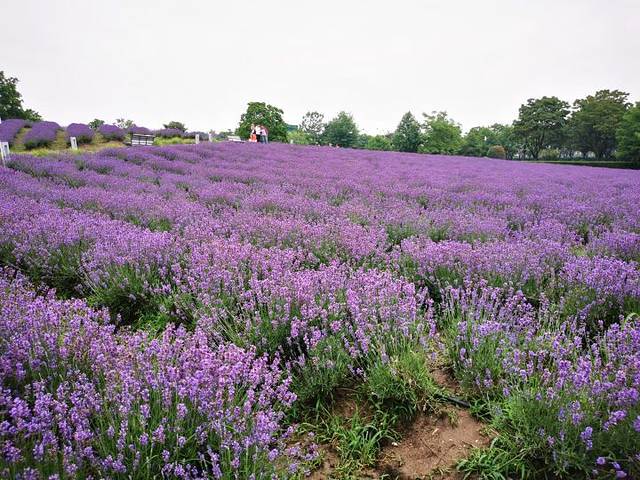 上海薰衣草公园
