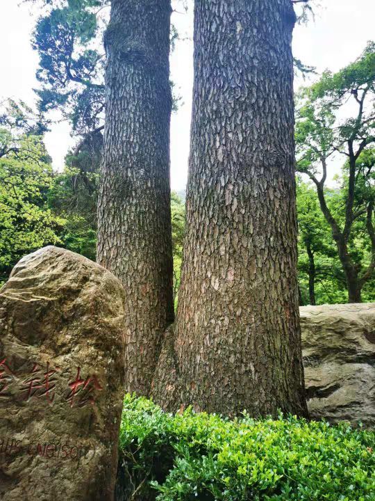 庐山国家级旅游风景名胜区-观妙亭