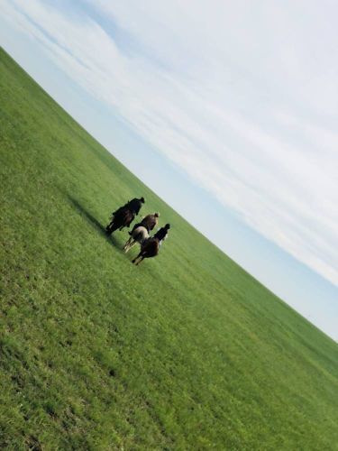 室韦俄罗斯民族乡