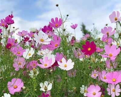 额尔古纳国家湿地公园