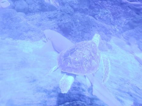 青岛方特梦幻王国