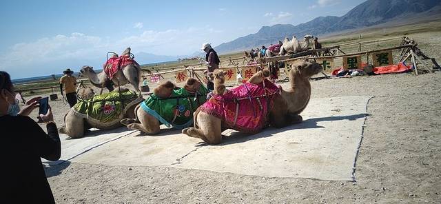 解忧公主薰衣草园