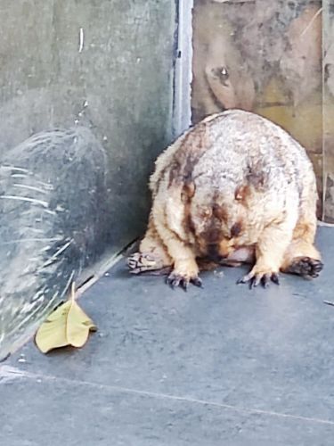 红山森林动物园