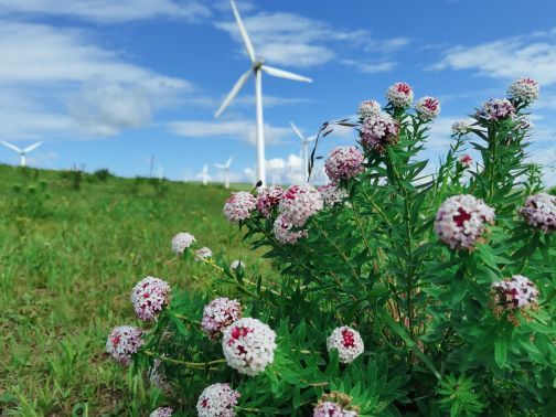 乌兰布统旅游区