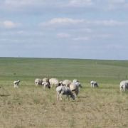 室韦俄罗斯民族乡