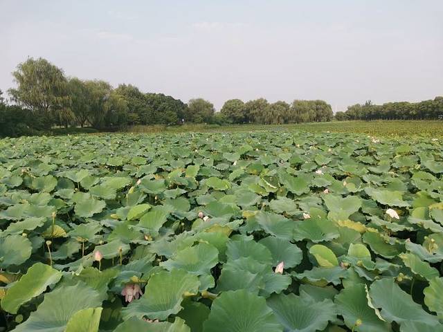 荷塘月色湿地公园