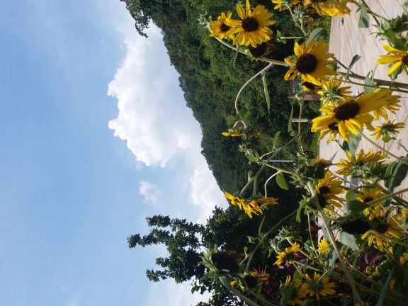 雁南飞茶田景区