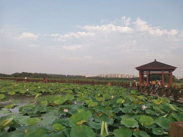 荷塘月色湿地公园