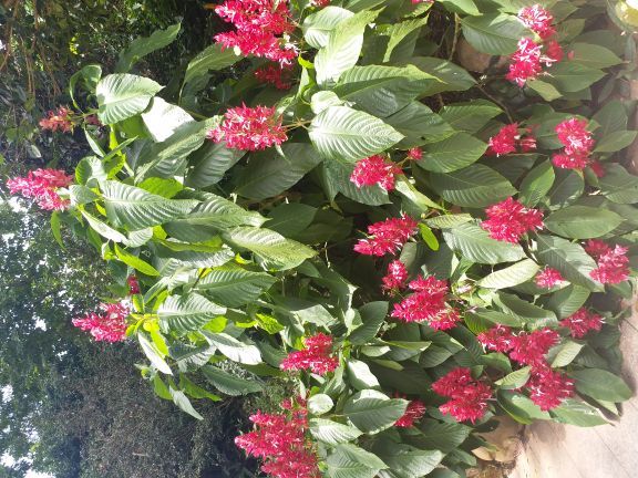 雁南飞茶田景区