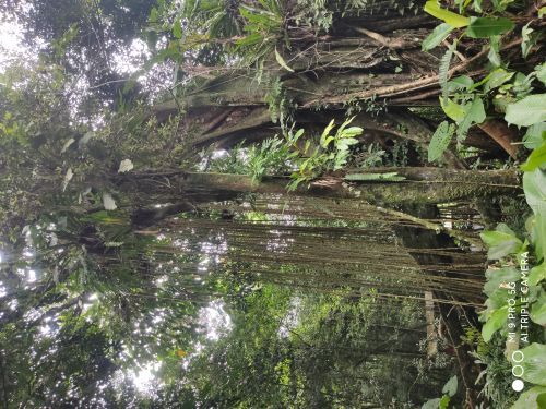海南百花岭热带雨林文化旅游区