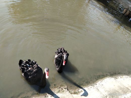 鹅湖玫瑰文化园