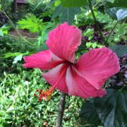 印象澜沧江游轮