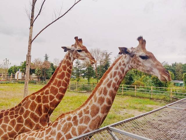 七彩海巢狂欢动物城