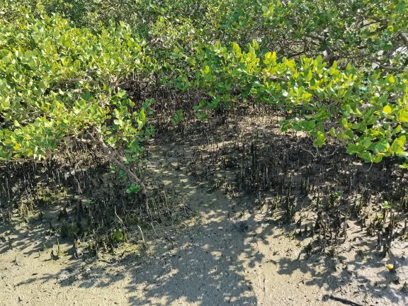 红树林天天赶海