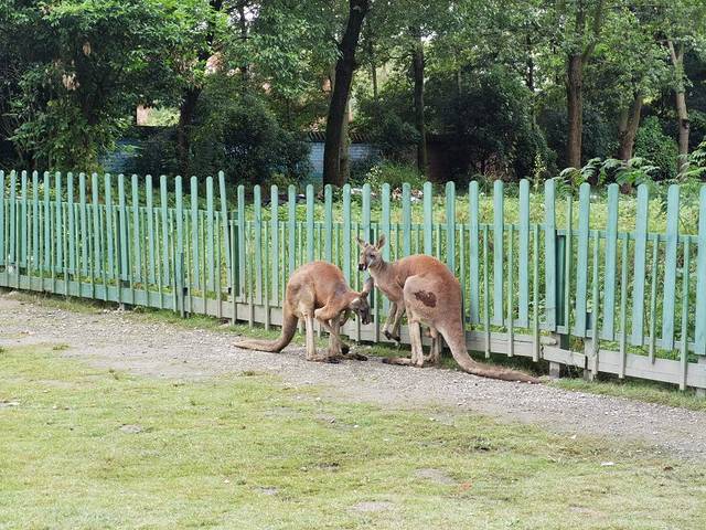 七彩海巢狂欢动物城