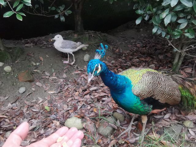 七彩海巢狂欢动物城