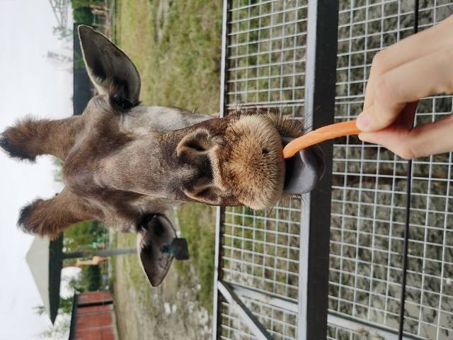 七彩海巢狂欢动物城