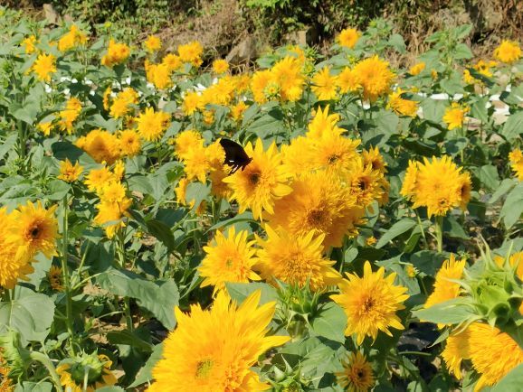 贵州农业博览园