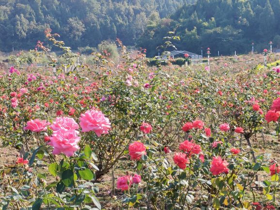 贵州农业博览园