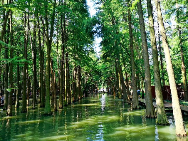 李中水上森林公园
