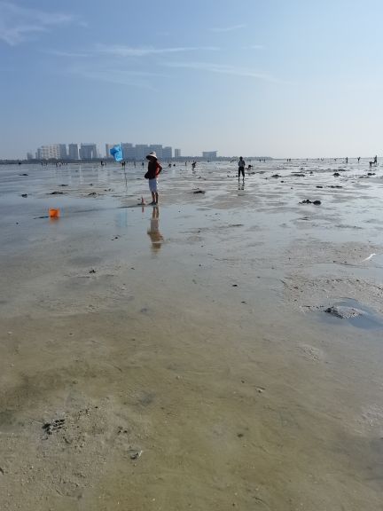 红树林天天赶海