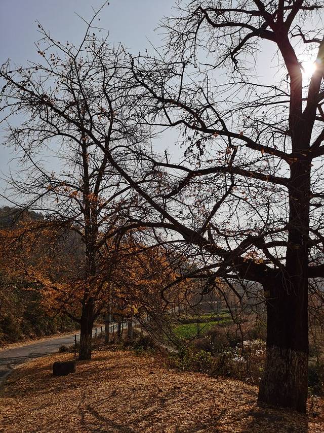 安陆钱冲古银杏生态旅游区