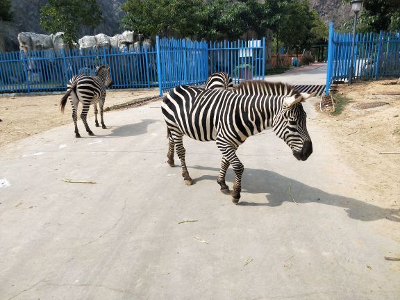 永鸿野生动物世界