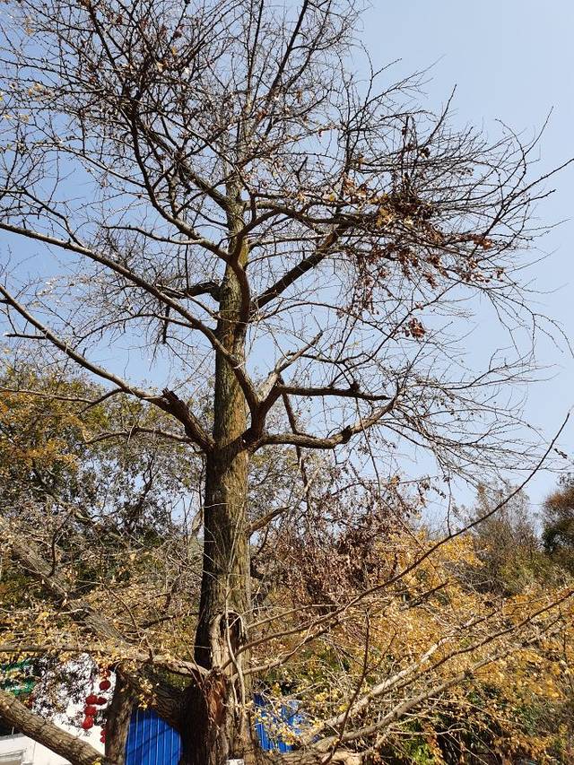 安陆钱冲古银杏生态旅游区