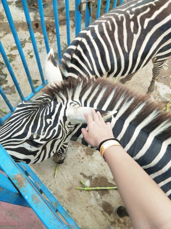 永鸿野生动物世界