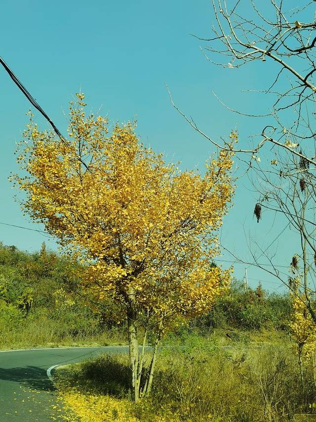 安陆钱冲古银杏生态旅游区