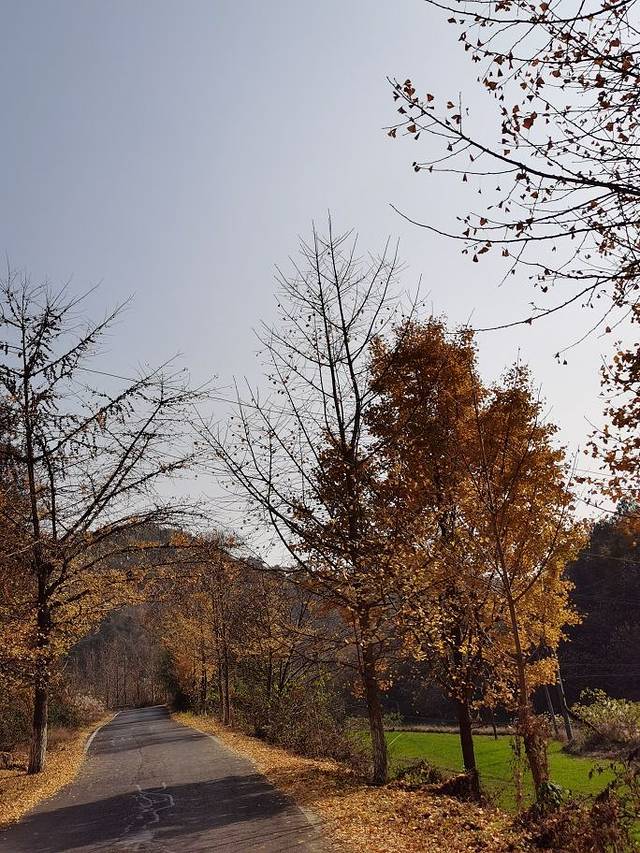 安陆钱冲古银杏生态旅游区