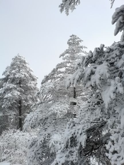 西岭国家森林公园