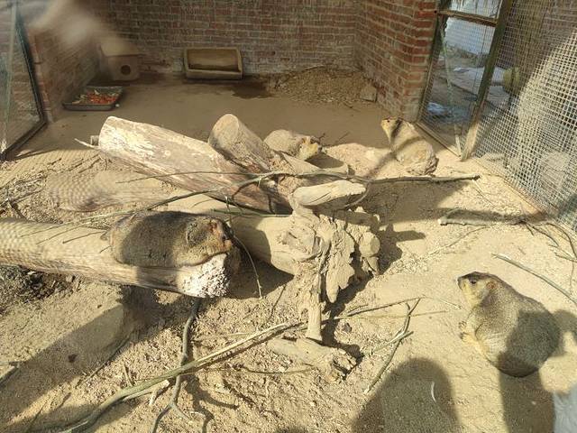 青岛森林野生动物世界