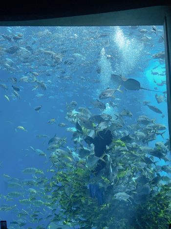 三亚亚特兰蒂斯C秀