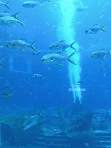 三亚亚特兰蒂斯C秀