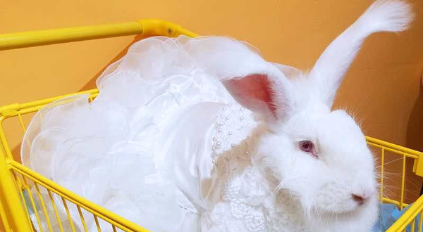 长沙安哥拉巨兔主题馆