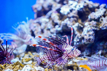 平顶山海洋馆第 2 张图片