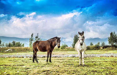 拉市海骑马第 5 张图片