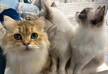 三亚猫猫岛第 38 张图片