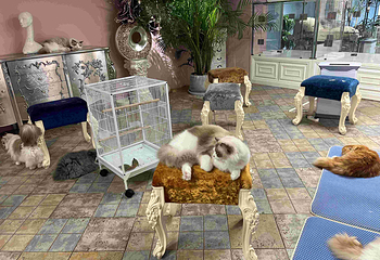 三亚猫猫岛第 24 张图片
