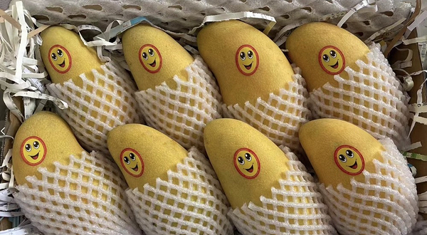 海南热带水果-已下线